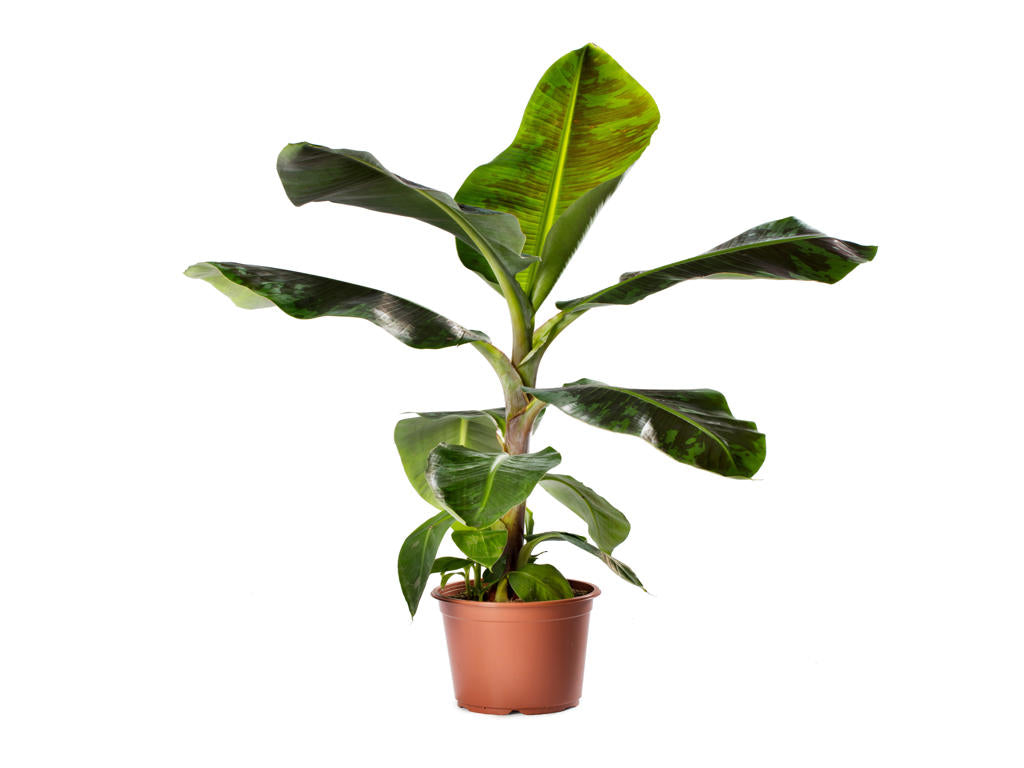 Musa Dwarf Cavendish | 5 cm plug 50/tray