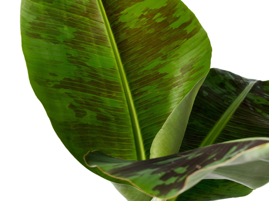 Musa Dwarf Cavendish | 5 cm plug 50/tray