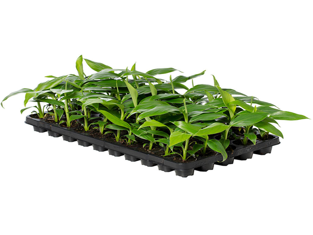 Musa Basjoo | 6 cm plug 28/tray