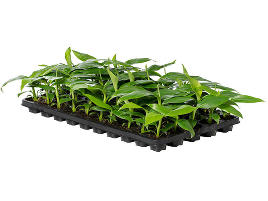 Musa Basjoo | 6 cm plug 28/tray