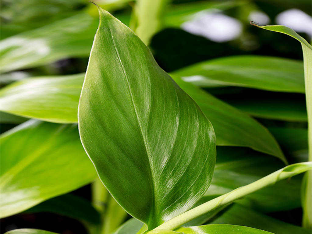 Musa Basjoo | 6 cm plug 28/tray