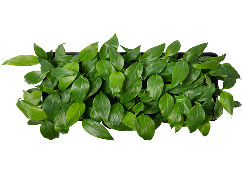 Musa Basjoo | 6 cm plug 28/tray