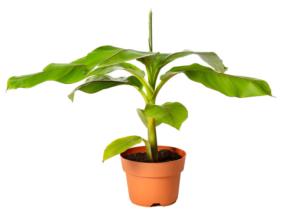 Musa Basjoo | 6 cm plug 28/tray