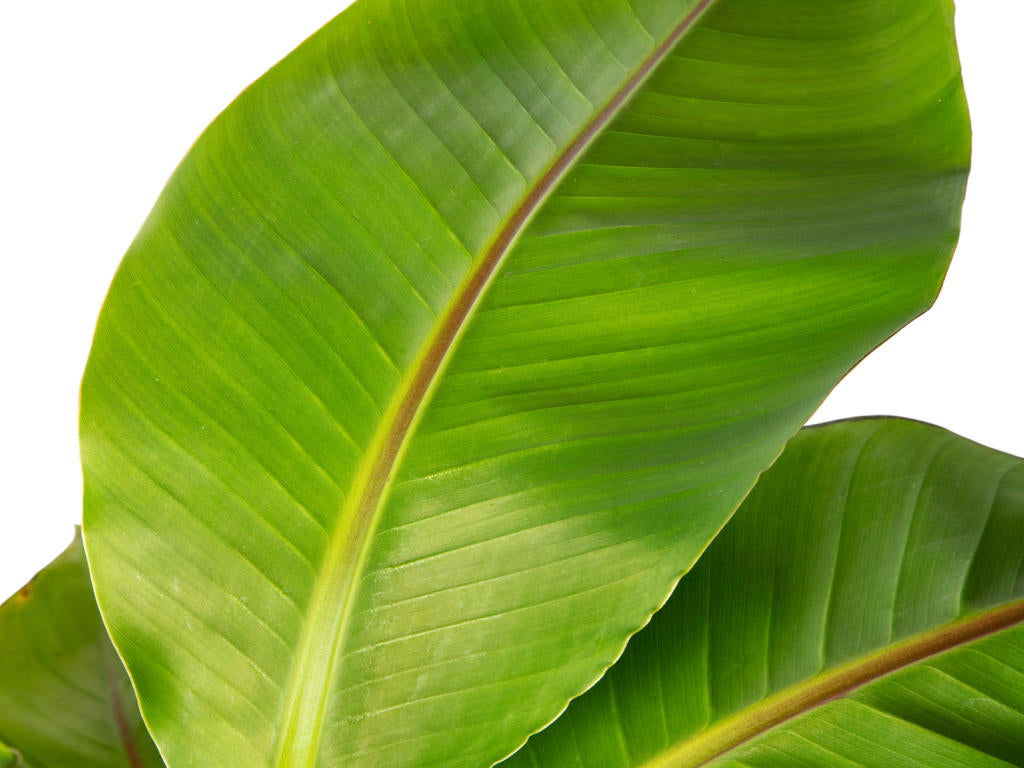 Musa Basjoo | 6 cm plug 28/tray