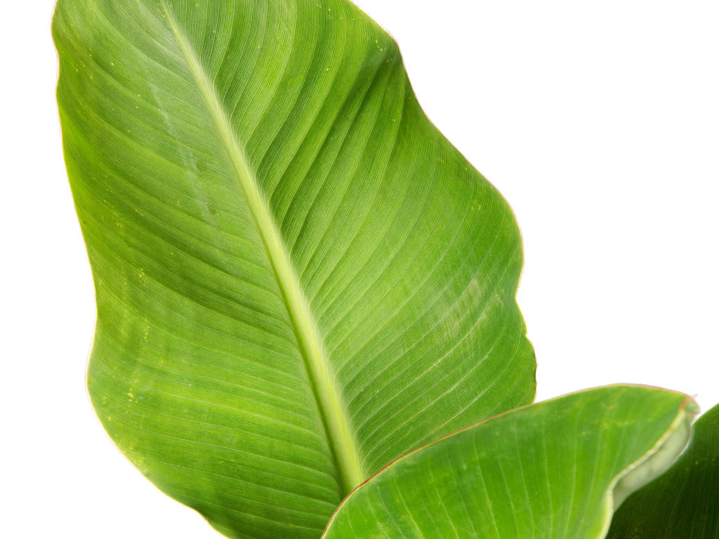 Musella Lasiocarpa | 5 cm plug 60/tray