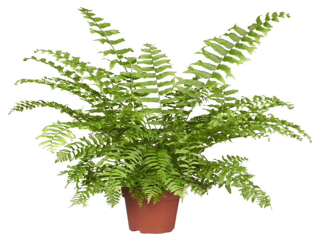 Nephrolepis 'Fishtail' tray 60