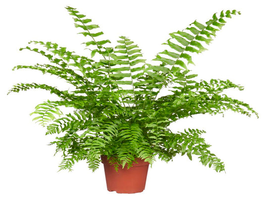 Nephrolepis 'Fishtail' tray 252