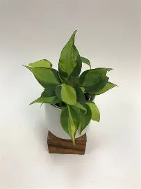 Philodendron Brasil 4