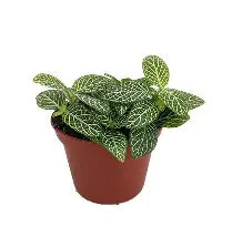 Fittonia White vein Mini