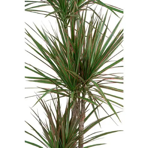 Dracaena marginata 'Bicolor' Stam 6"