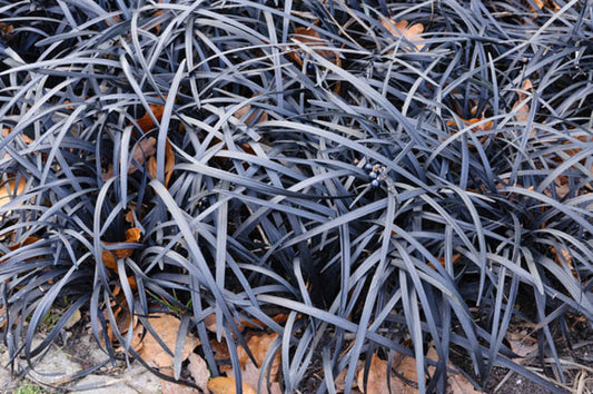 Ophiopogon black mondo grass - Raiz desnudo