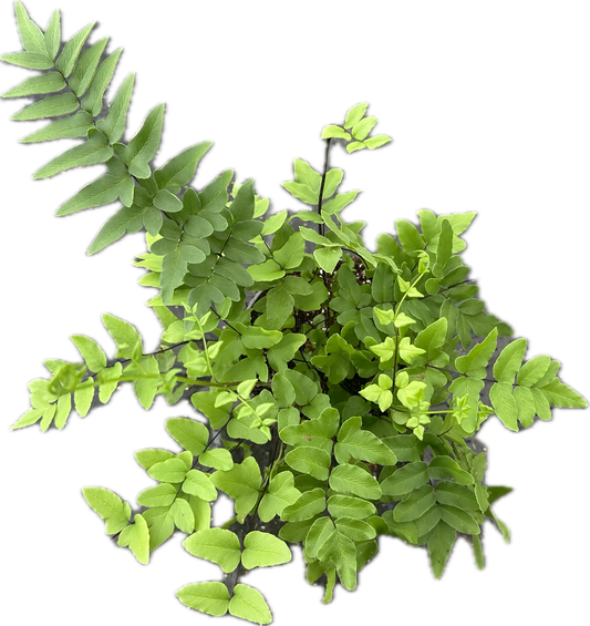 Pellaea hastata tray 252