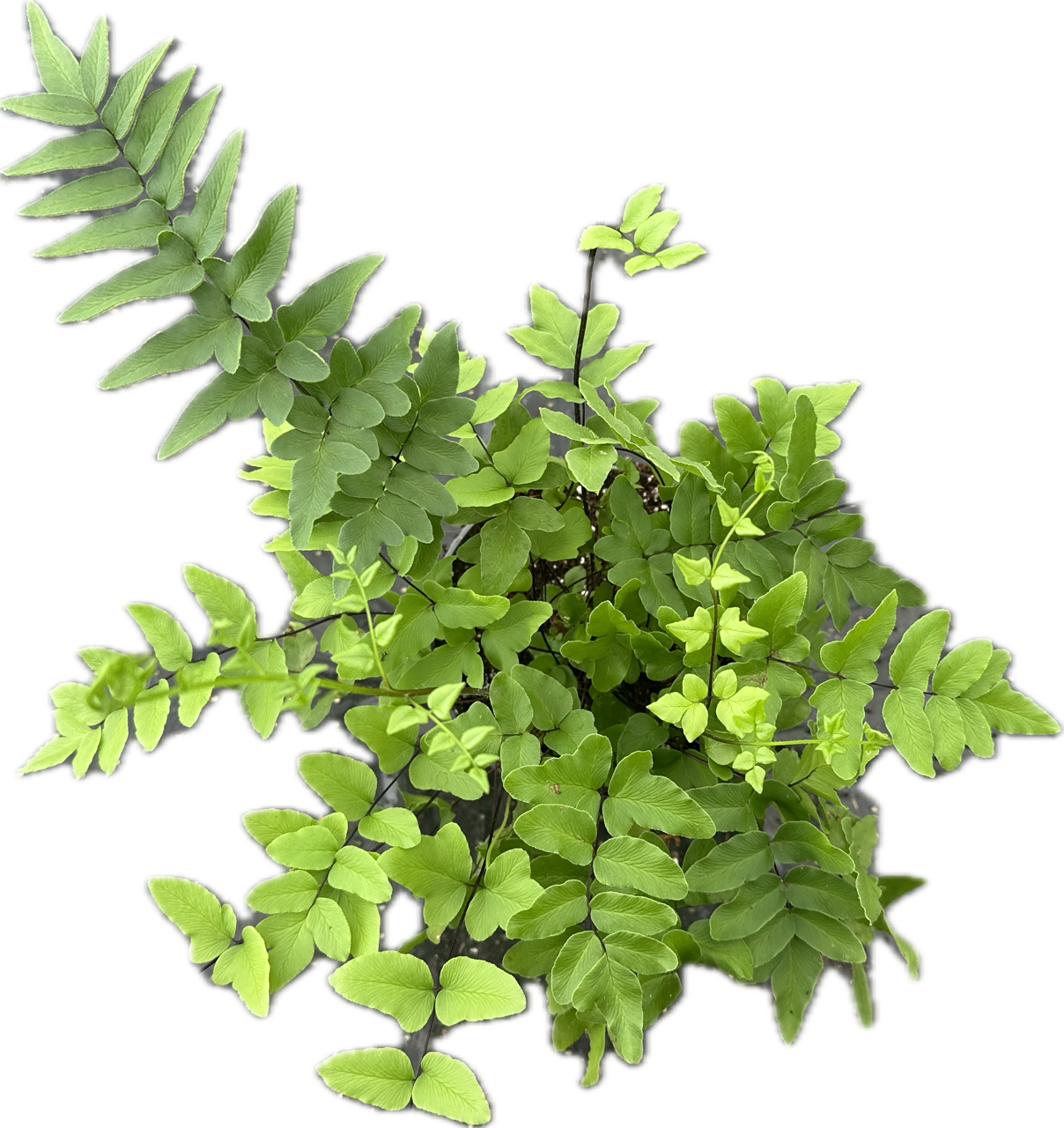 Pellaea hastata tray 104