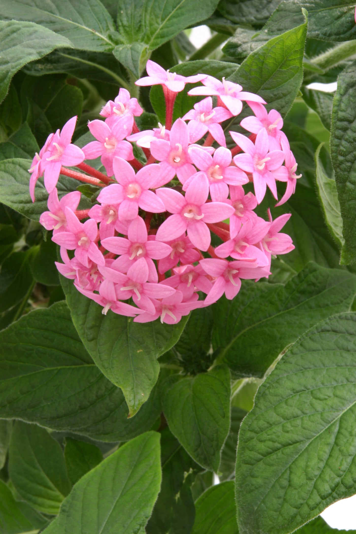 Pentas Festival Lilac | 4 cm