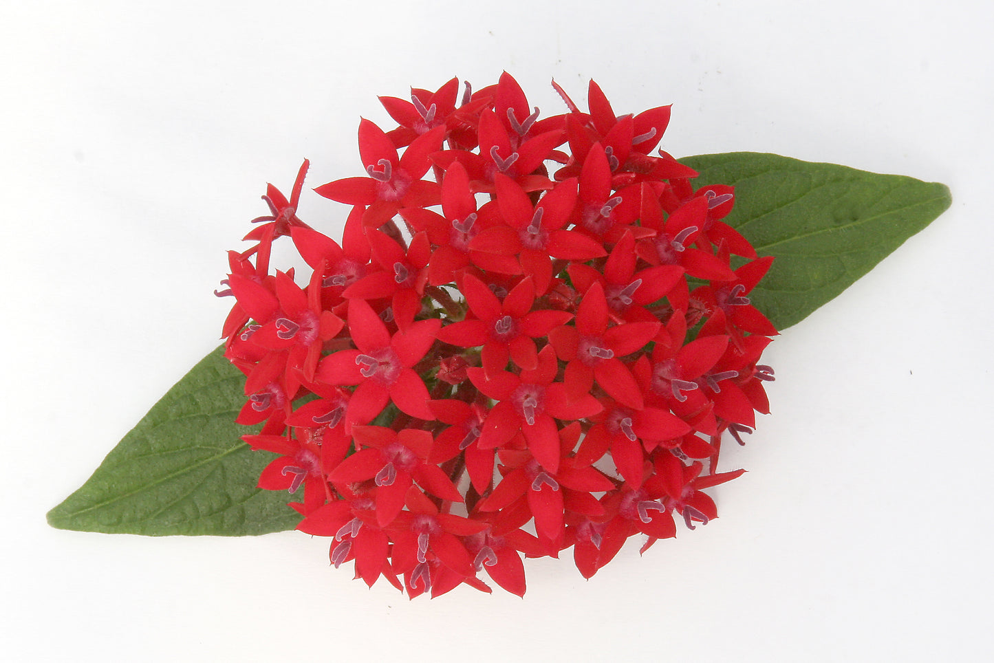 Pentas Festival Red | 4 cm