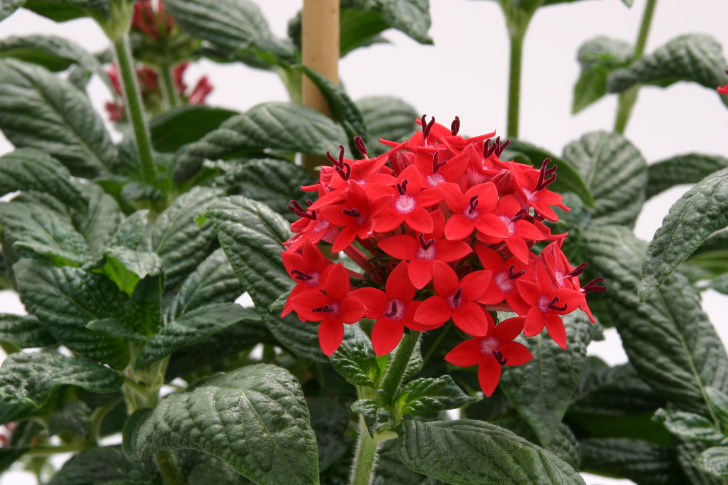 Pentas Festival Red | 4 cm