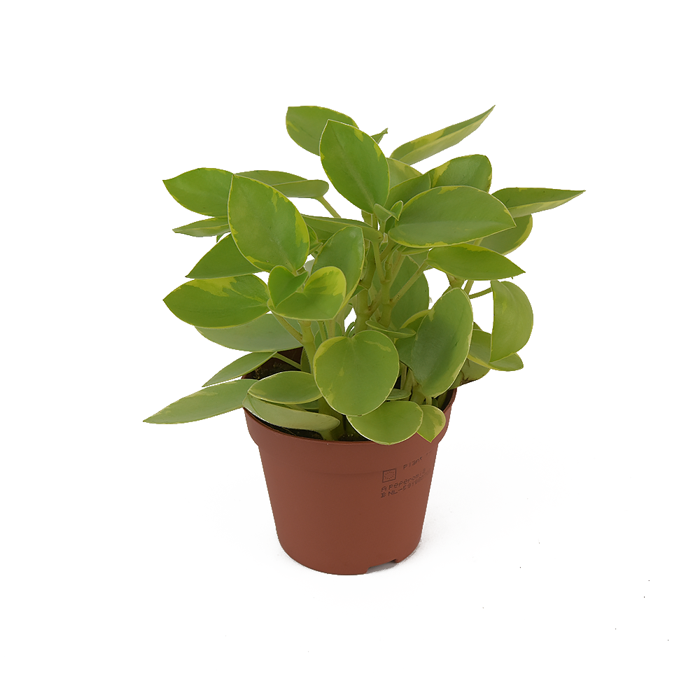 Peperomia Pixie Lime