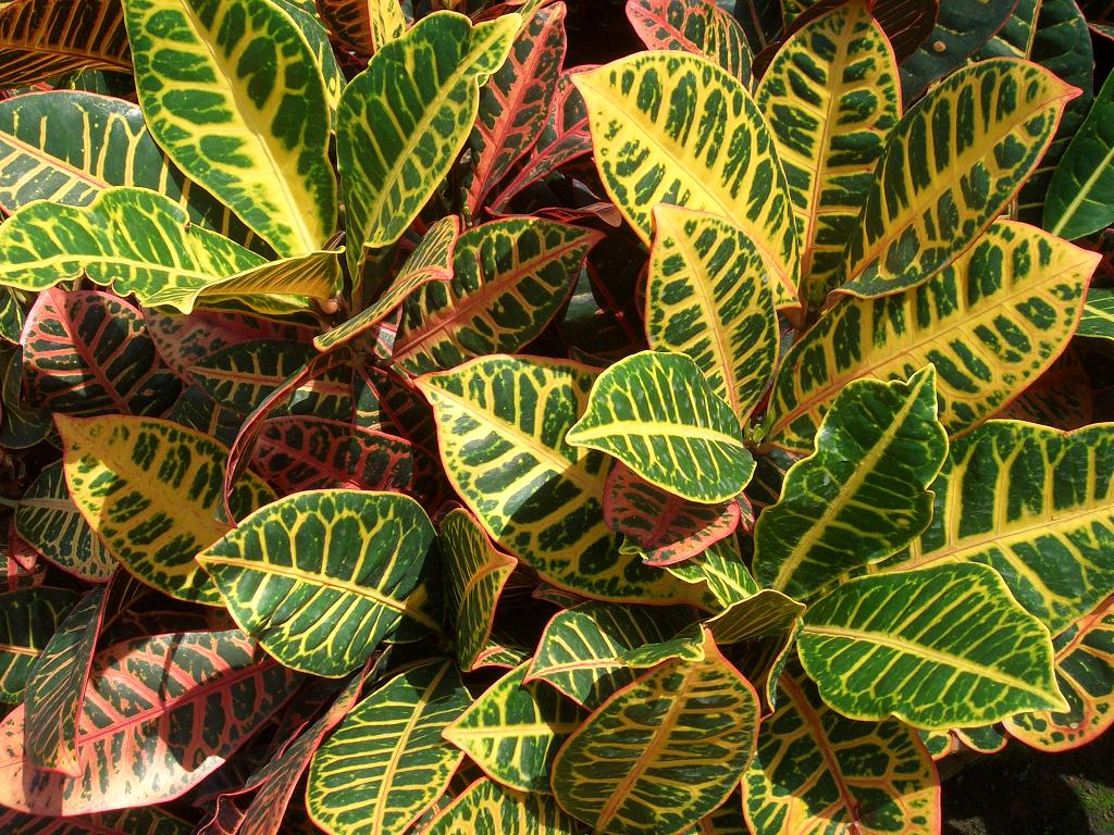 Croton Petra