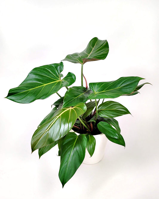 Philodendron Summer Glory | Tr.84 - 1PP Cult Tej