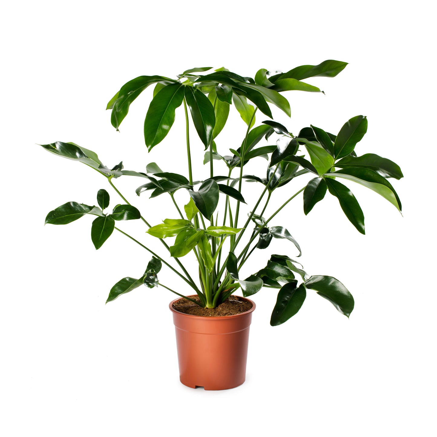 Philodendron Fun Bun | Tr.50 - 1PP Cult Tej