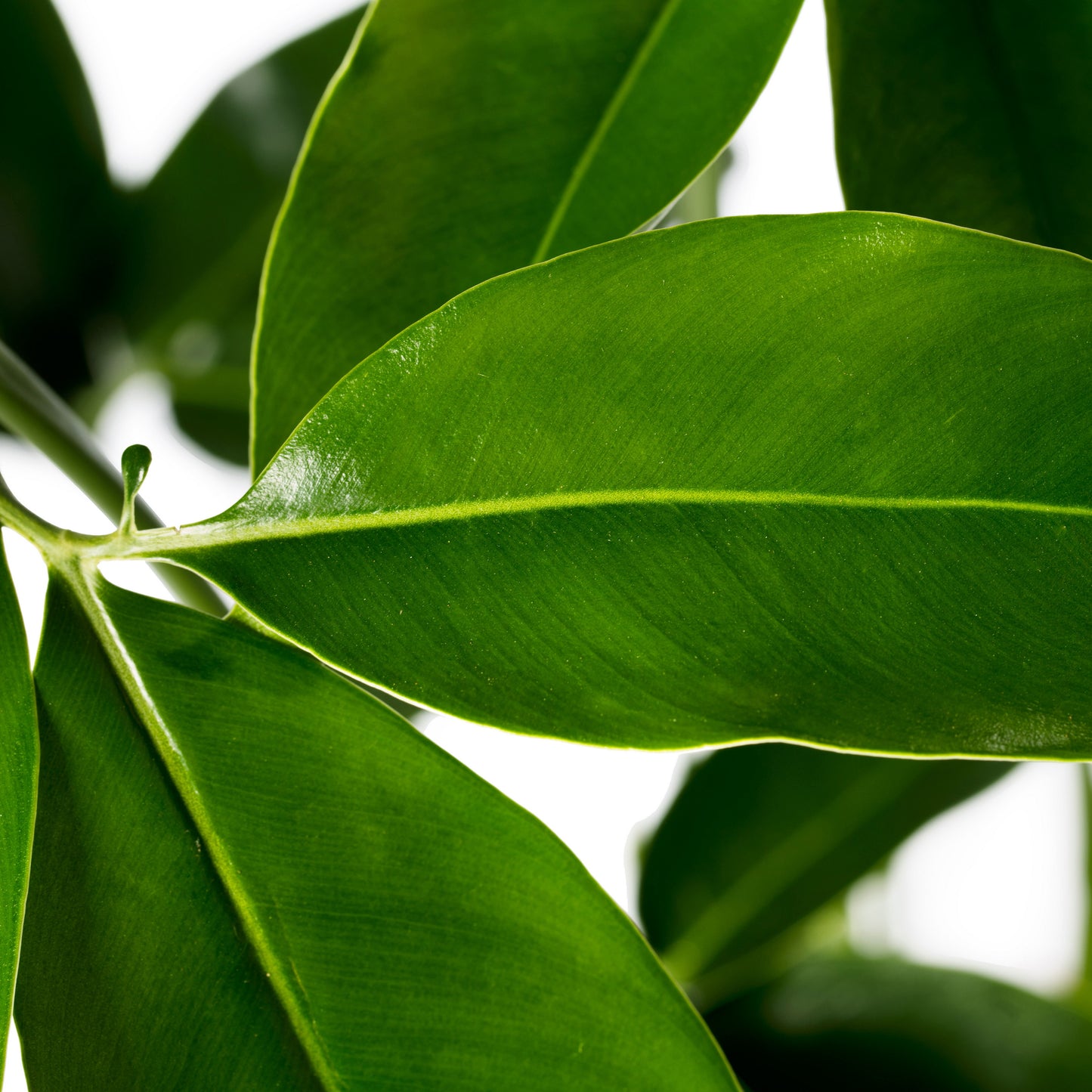 Philodendron Fun Bun | Tr.50 - 1PP Cult Tej