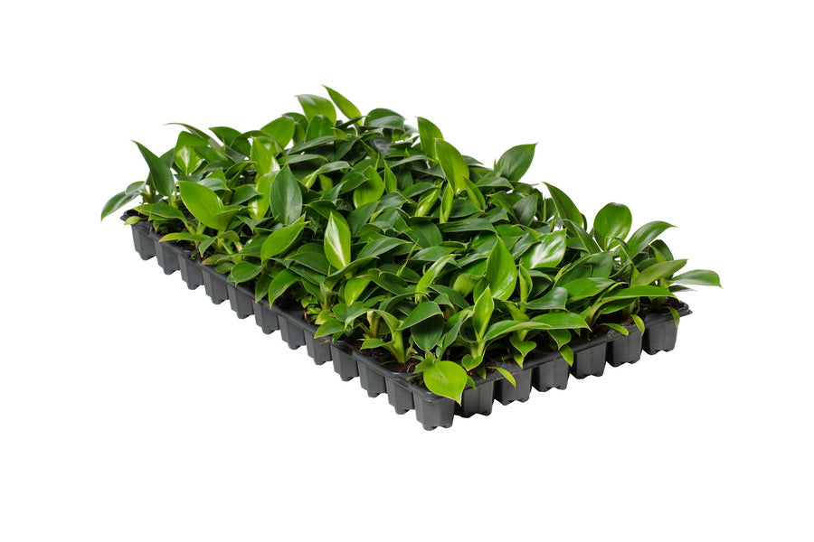 Philodendron Imperial Green | 2,5 cm plug 104/tray