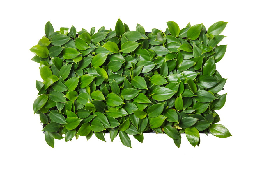 Philodendron Imperial Green | 2,5 cm plug 104/tray