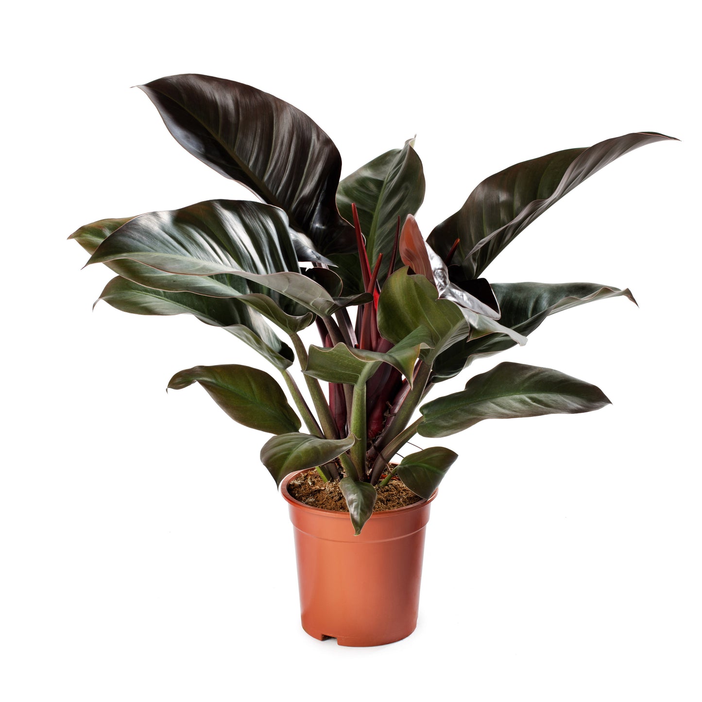 Philodendron Imperial Red | 2,5 cm plug 104/tray