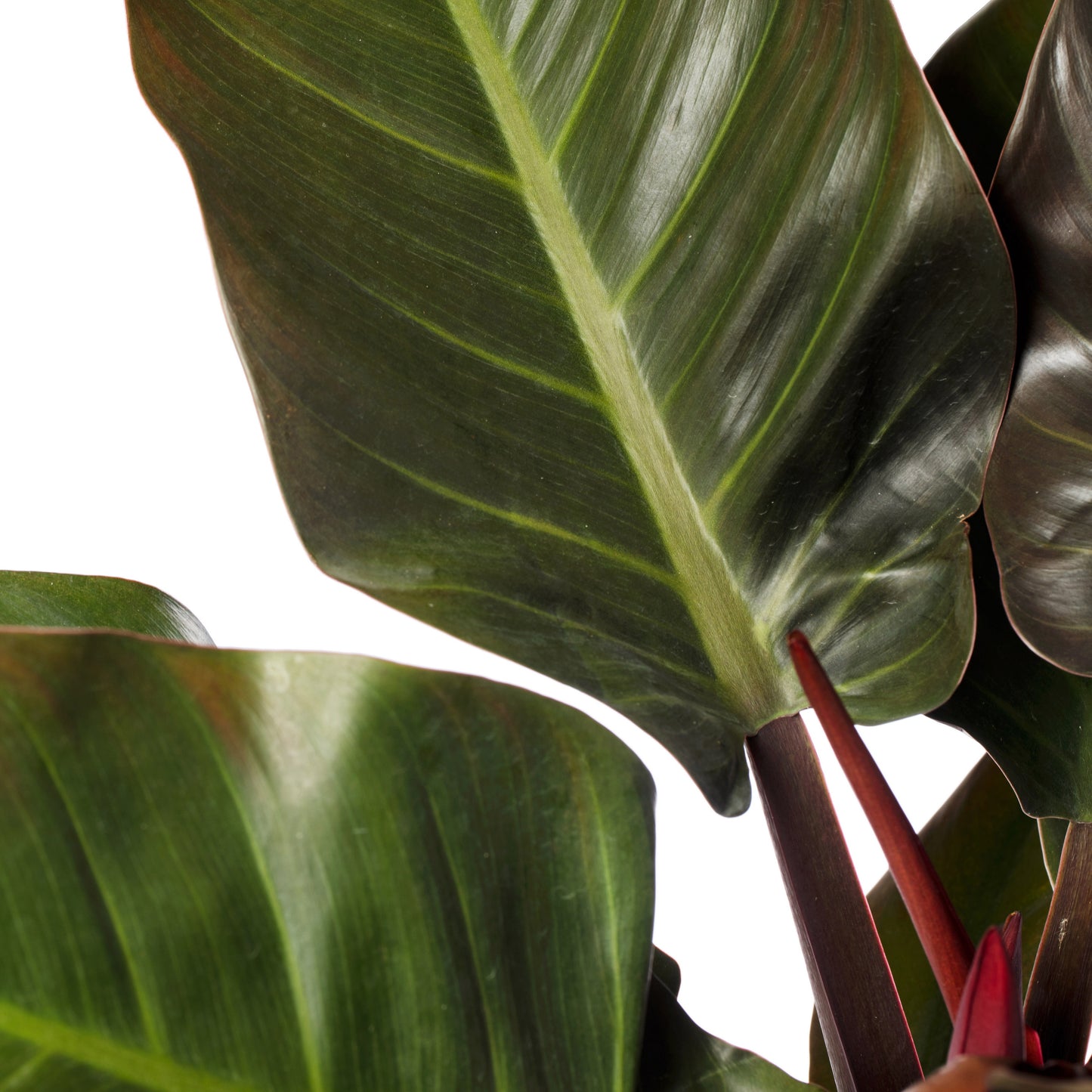 Philodendron Imperial Red | 2,5 cm plug 104/tray