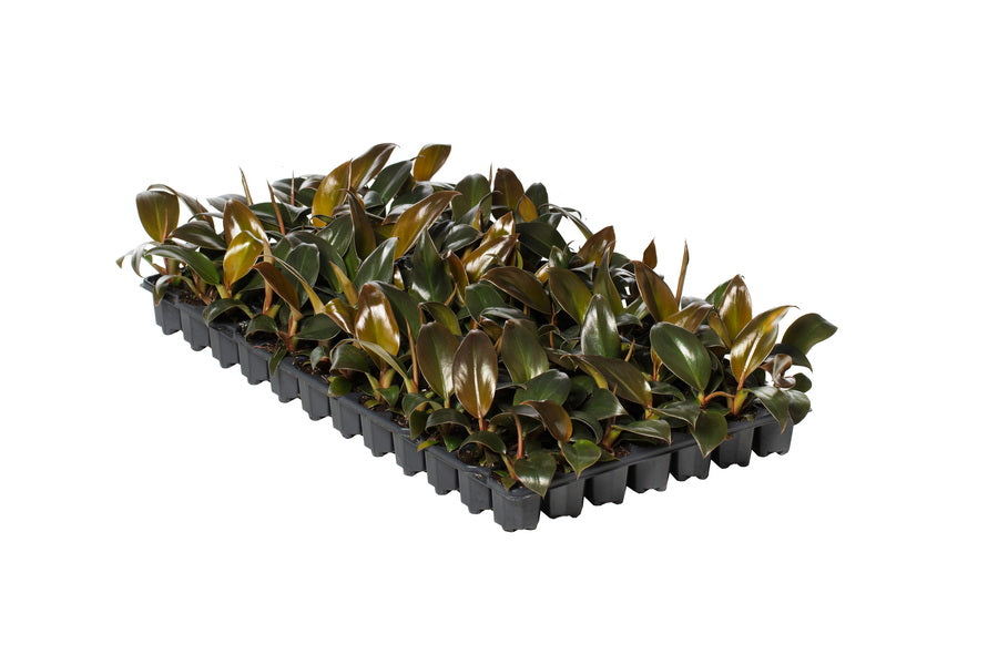 Philodendron Imperial Red | 2,5 cm plug 104/tray