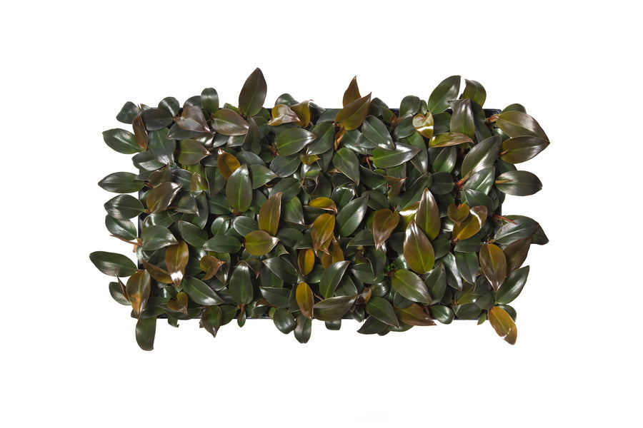 Philodendron Imperial Red | 2,5 cm plug 104/tray