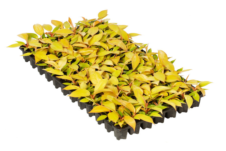 Philodendron Prince of Orange | Tr.84 - 1PP Cult T