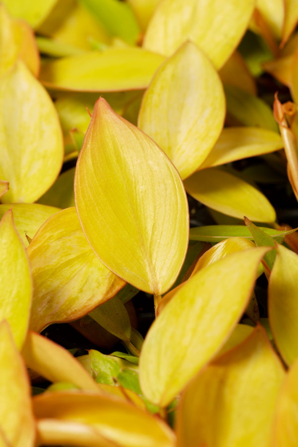 Philodendron Prince of Orange | Tr.84 - 1PP Cult T