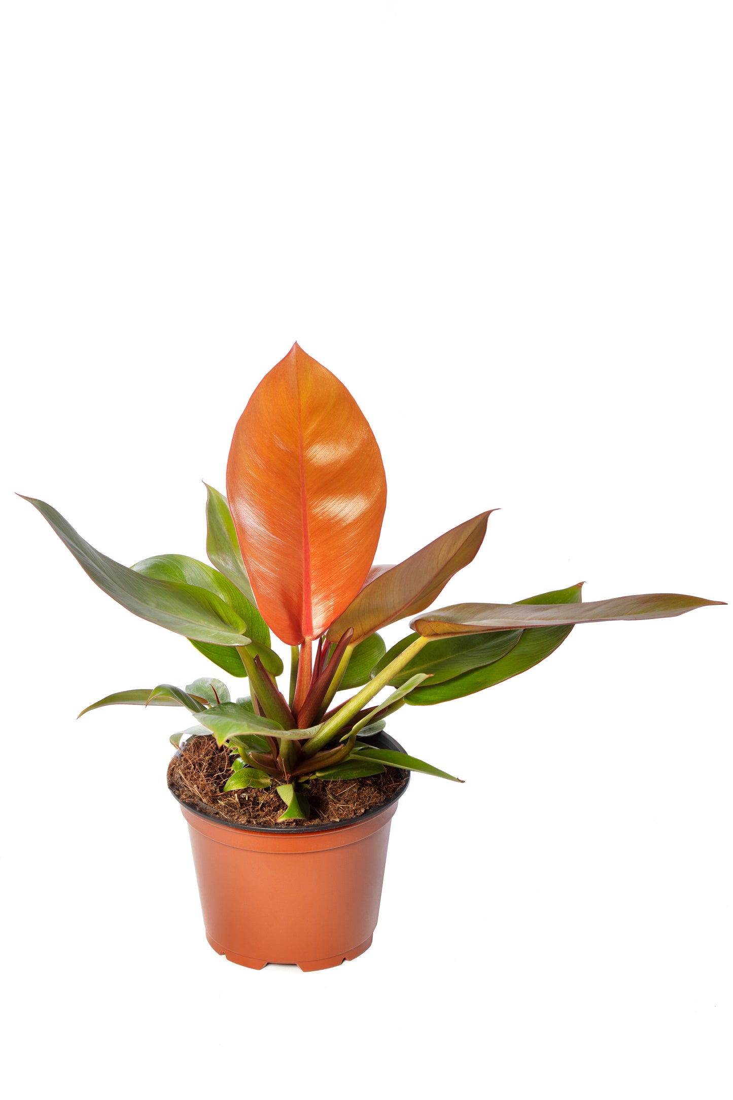 Philodendron Prince of Orange | Tr.84 - 1PP Cult T