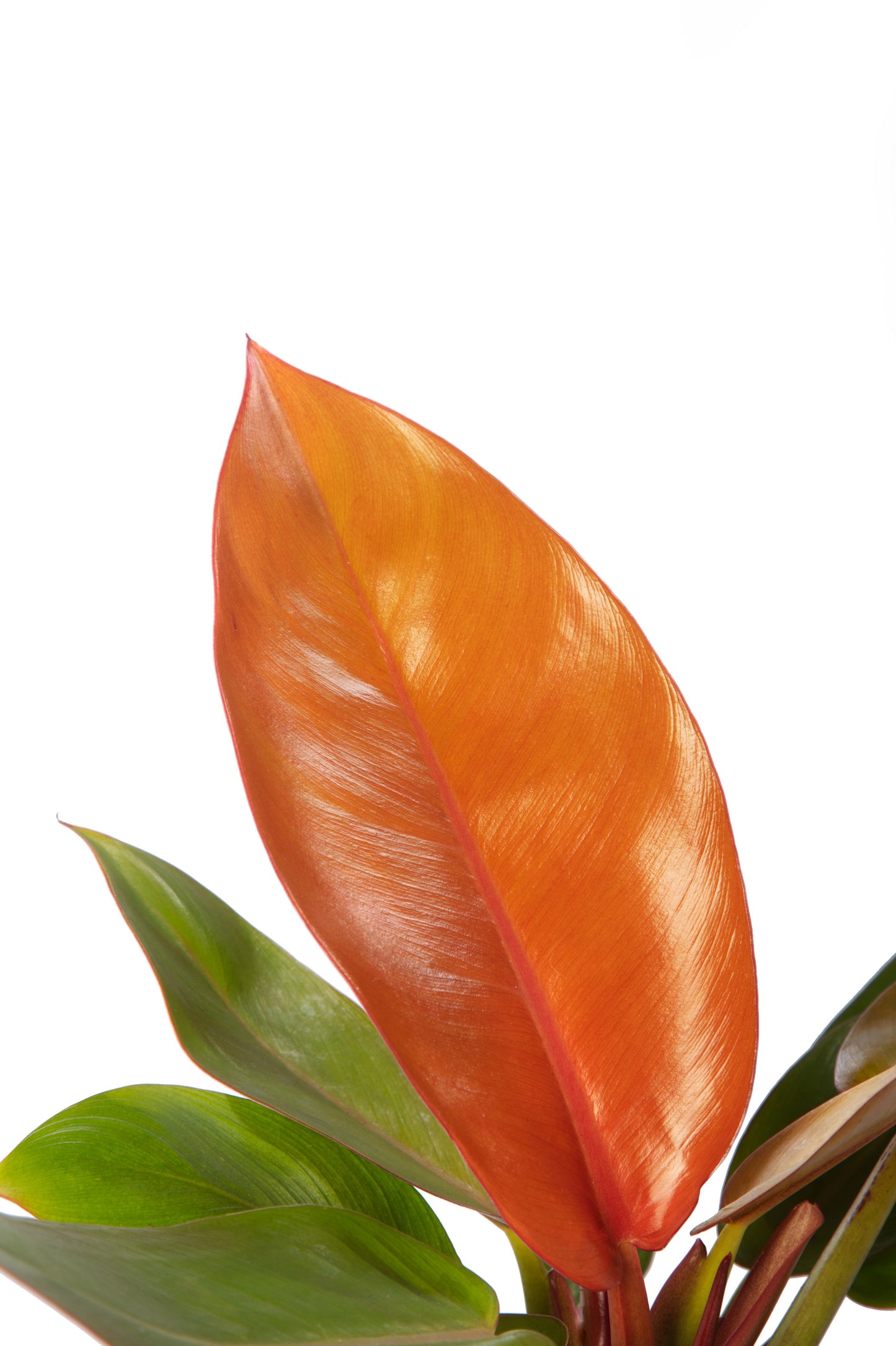 Philodendron Prince of Orange | Tr.84 - 1PP Cult T