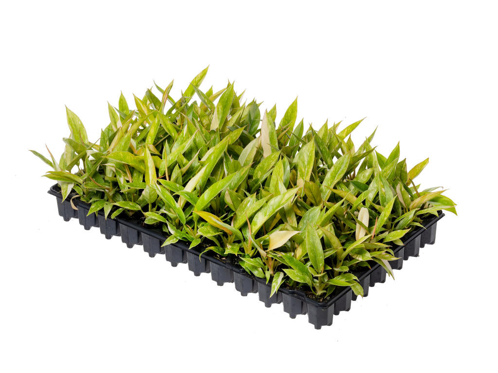 Philodendron Ring of Fire | Tr.84 - 1PP Cult Tej