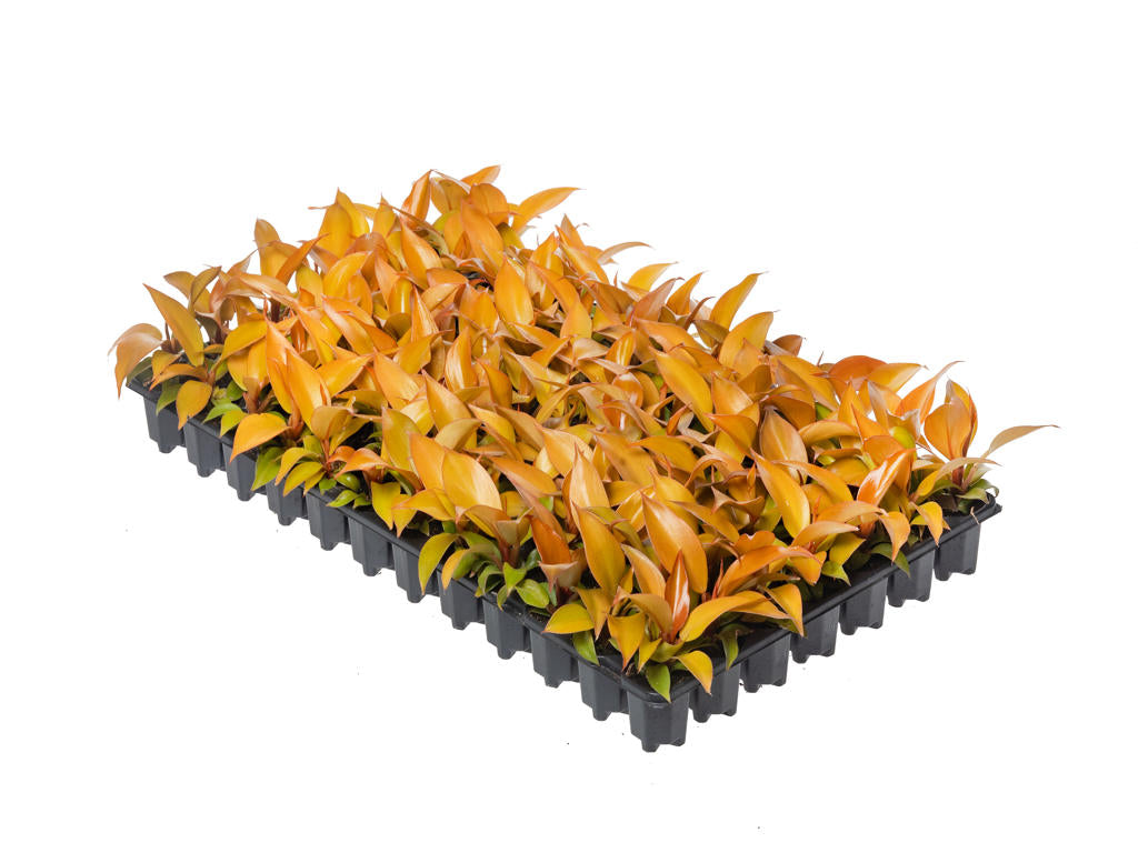 Philodendron Sunlight | Tr.84 - 1PP Cult Tej