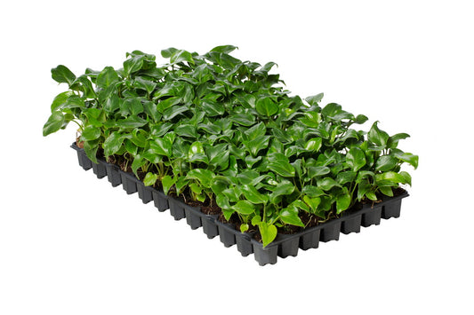 Philodendron Xanadu | 5 cm plug 50/tray