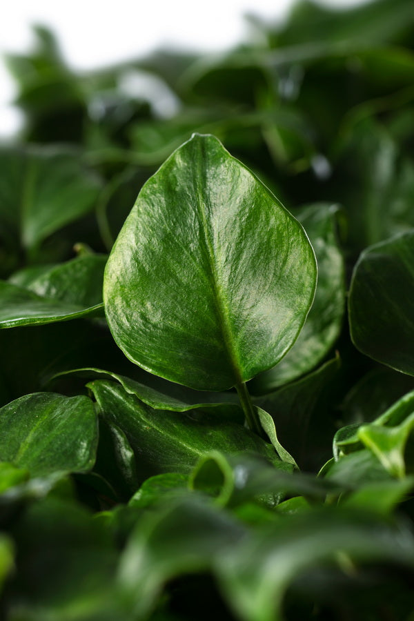 Philodendron Xanadu | 5 cm plug 50/tray