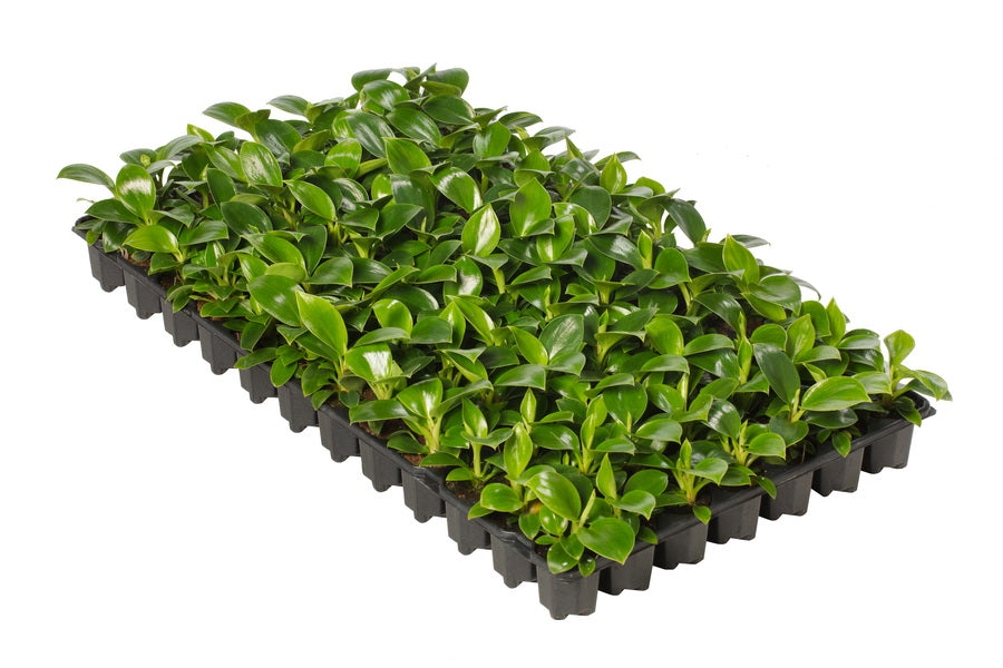 Philodendron Zebra | Tr.84 - 1PP Cult Tej