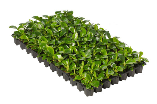 Philodendron Zebra | Tr.84 - 1PP Cult Tej