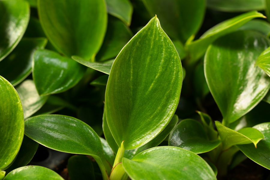 Philodendron Zebra | Tr.84 - 1PP Cult Tej