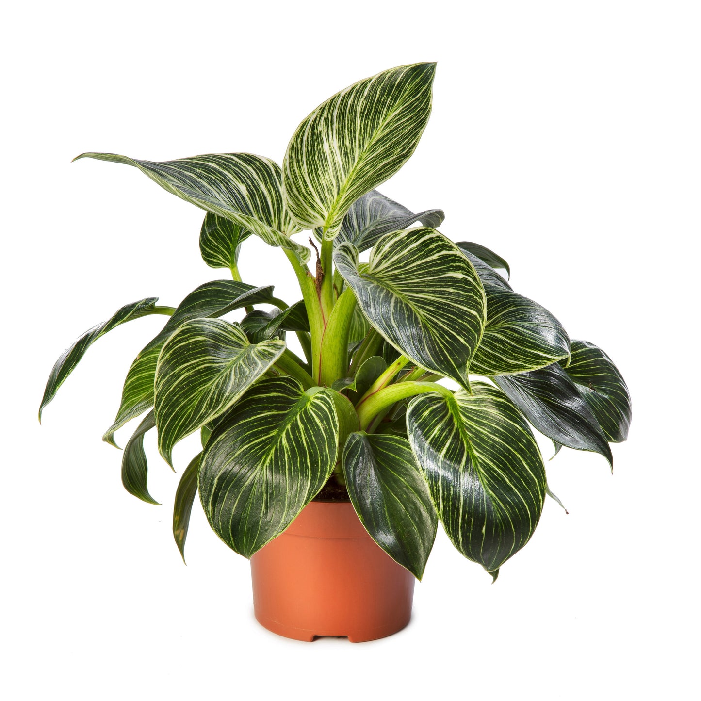 Philodendron Zebra | Tr.84 - 1PP Cult Tej