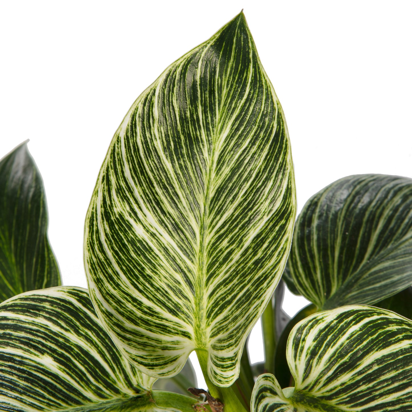 Philodendron Zebra | Tr.84 - 1PP Cult Tej