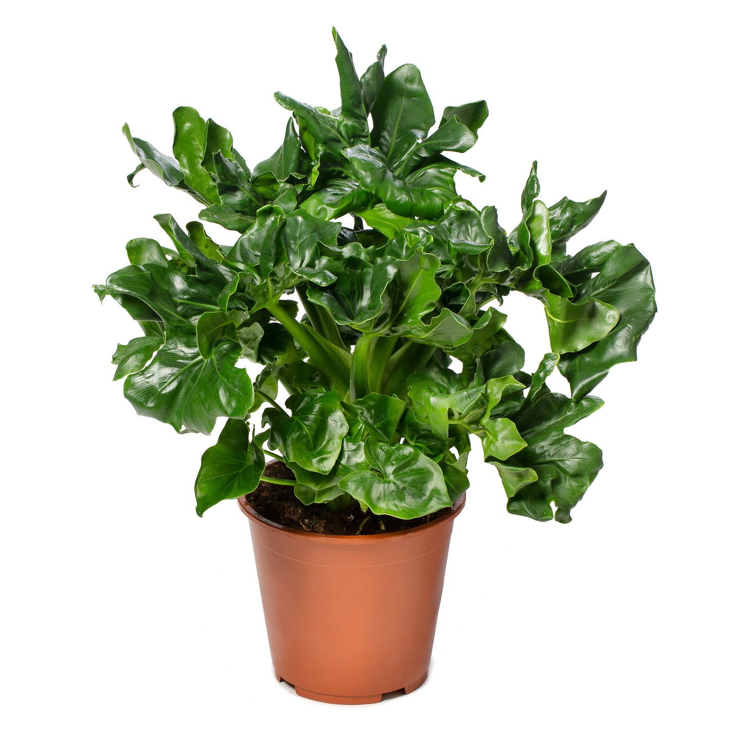 Philodendron Atom | 5,5 cm plug 40/tray