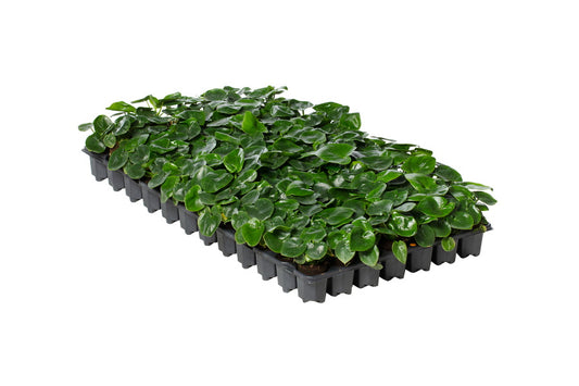 Philodendron Bipinatifidum | 5 cm plug 50/tray