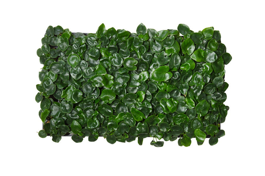 Philodendron Bipinatifidum | 5 cm plug 50/tray