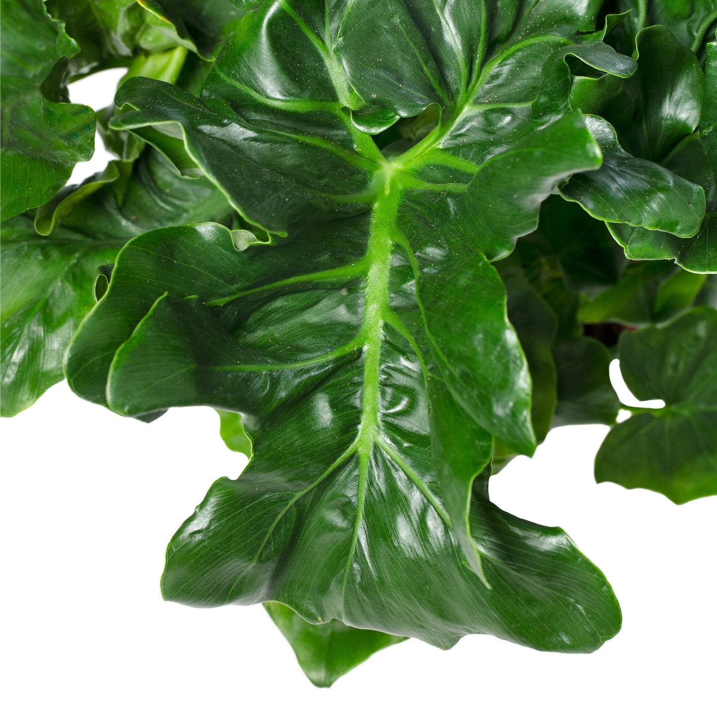 Philodendron Bipinatifidum | 5 cm plug 50/tray