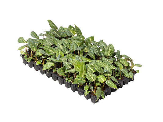 Philodendron Gloriosum| Tr.84 - 1PP Cult Tej