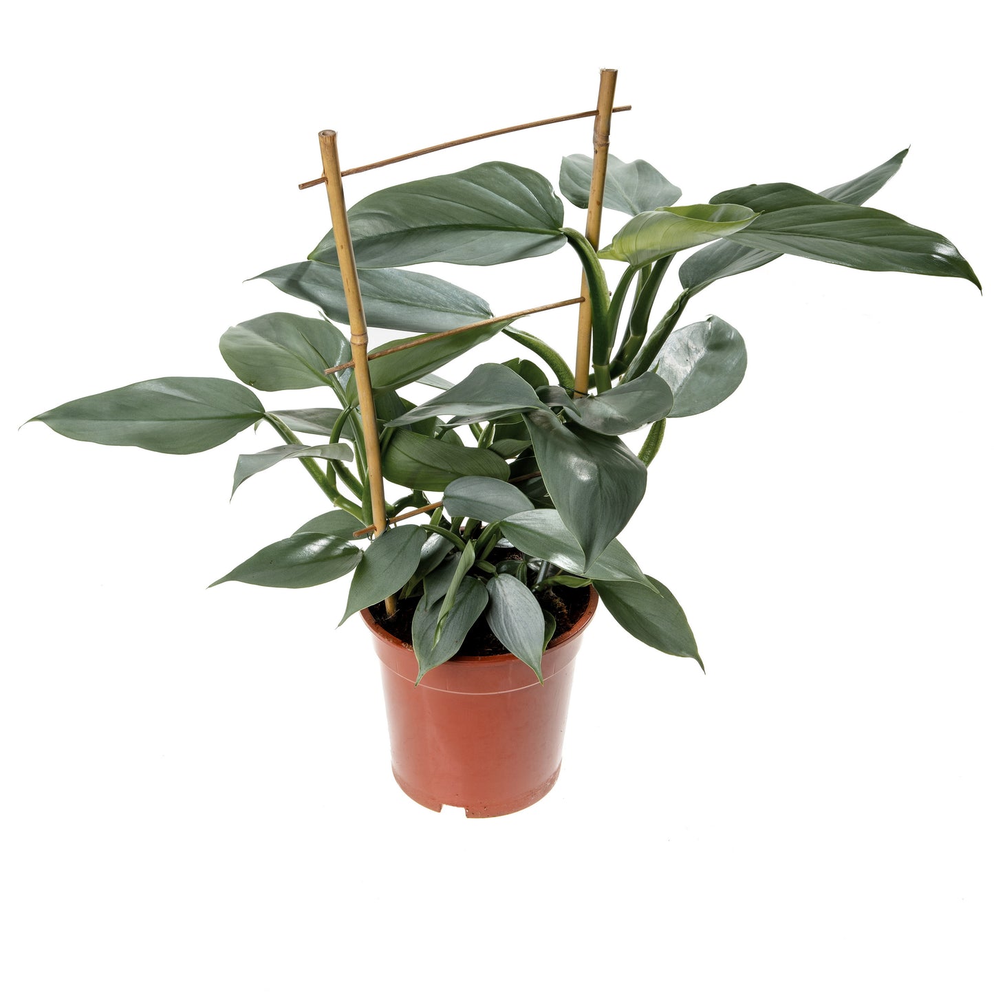 Philodendron Grey | Tr.84 - 1PP Cult Tej